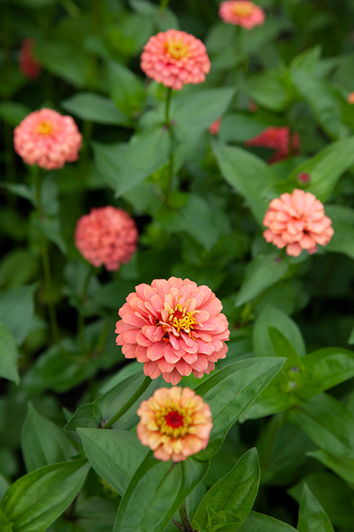 #9603 | Zinnia