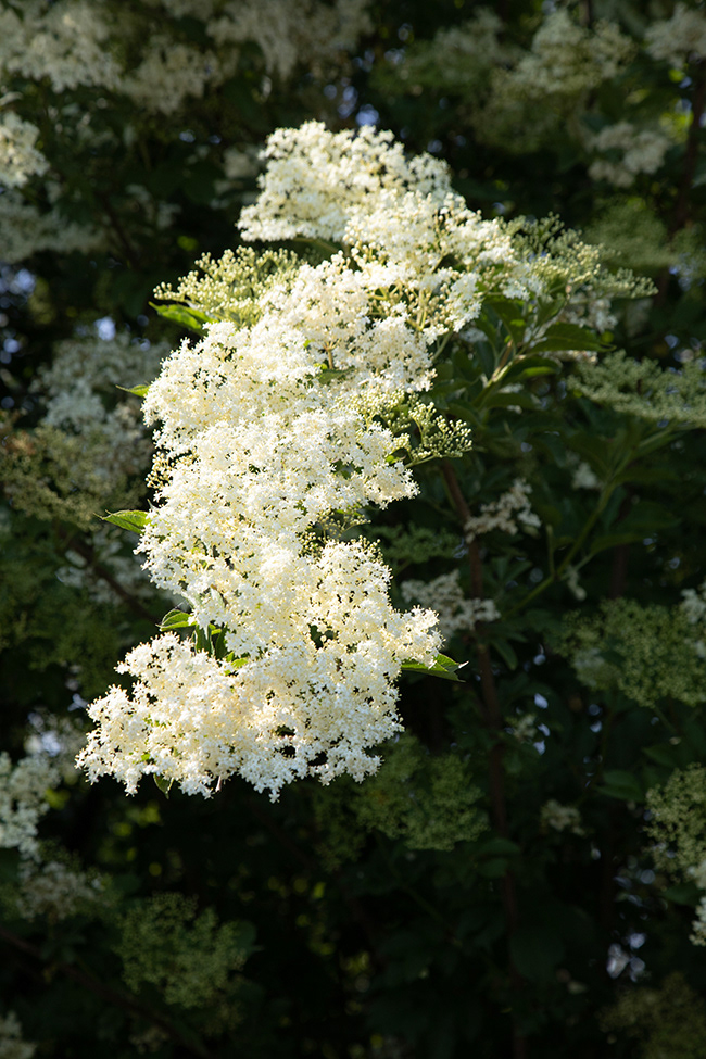 AV 059 Sambu