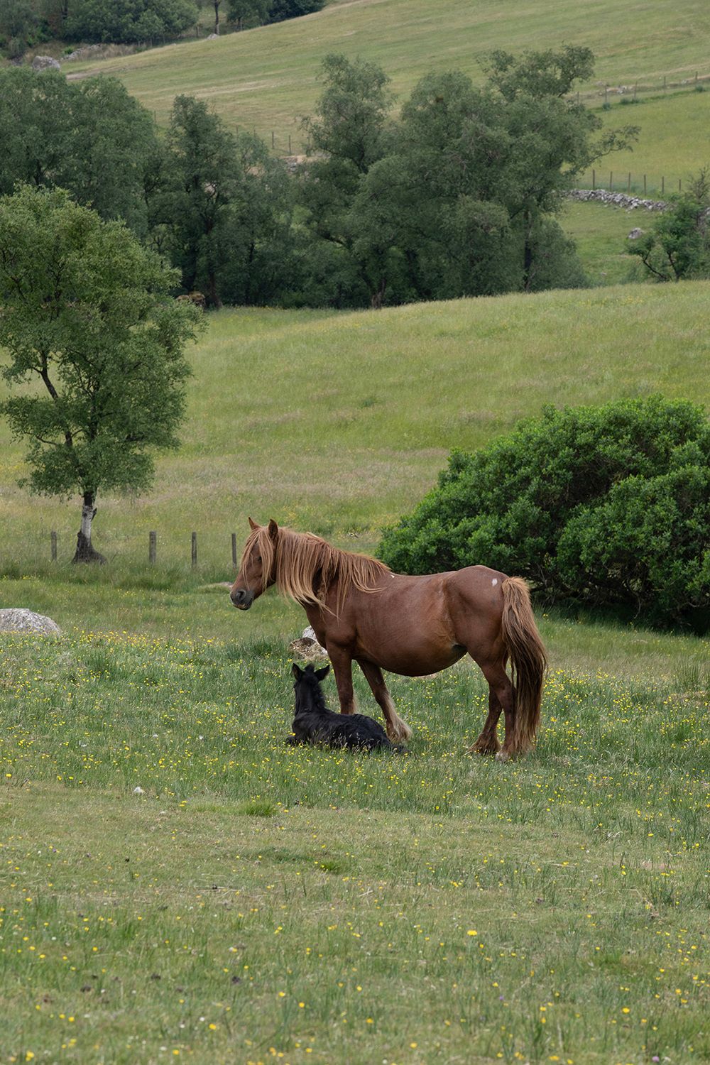 GH 008