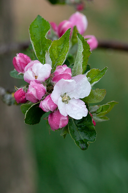 #6797 apple blossom