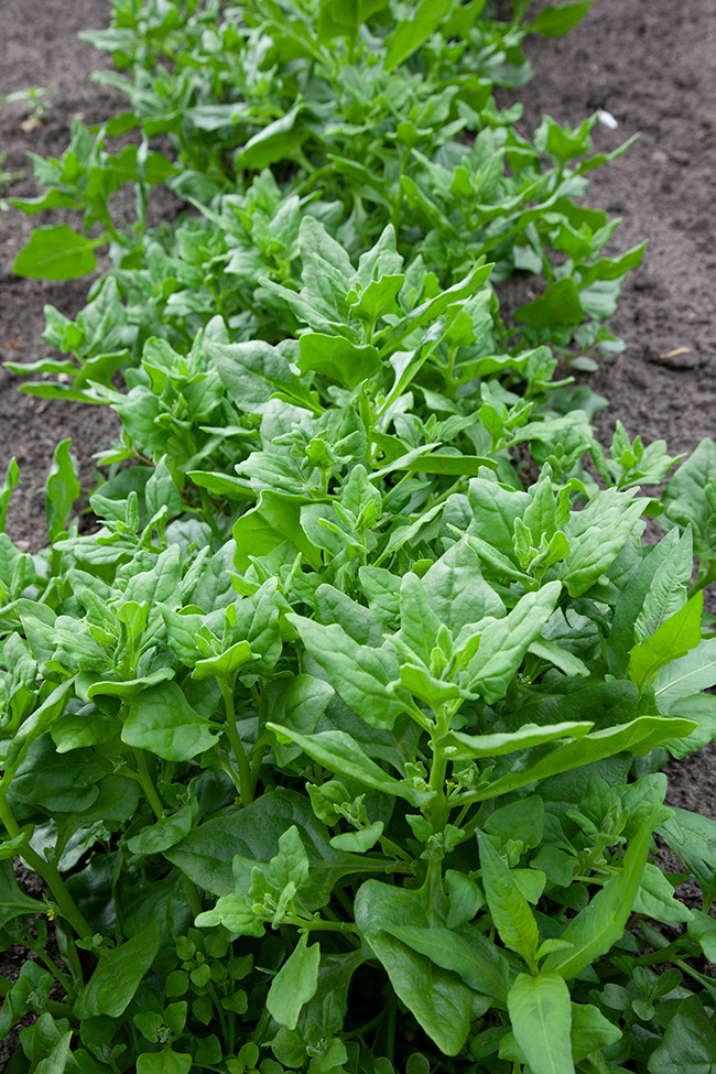 new zealand spinach