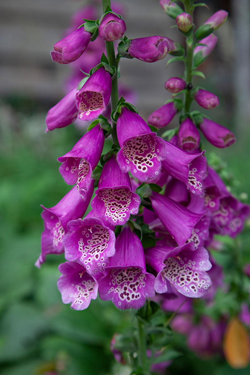 #9839 | Digitalis | Vingerhoedskruid