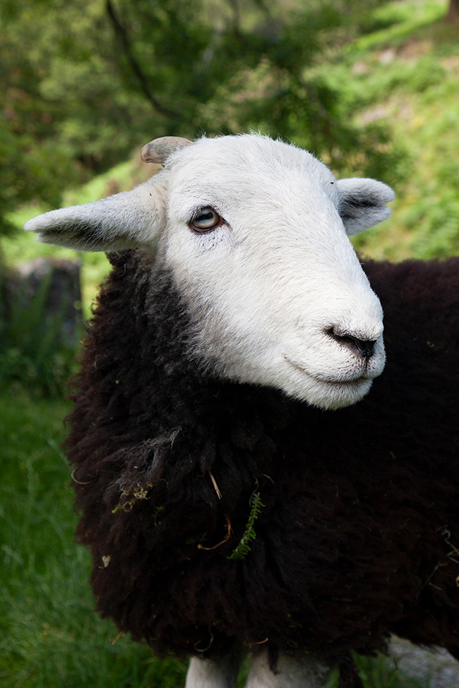 BP 053 | Lake District Herdwick sheep