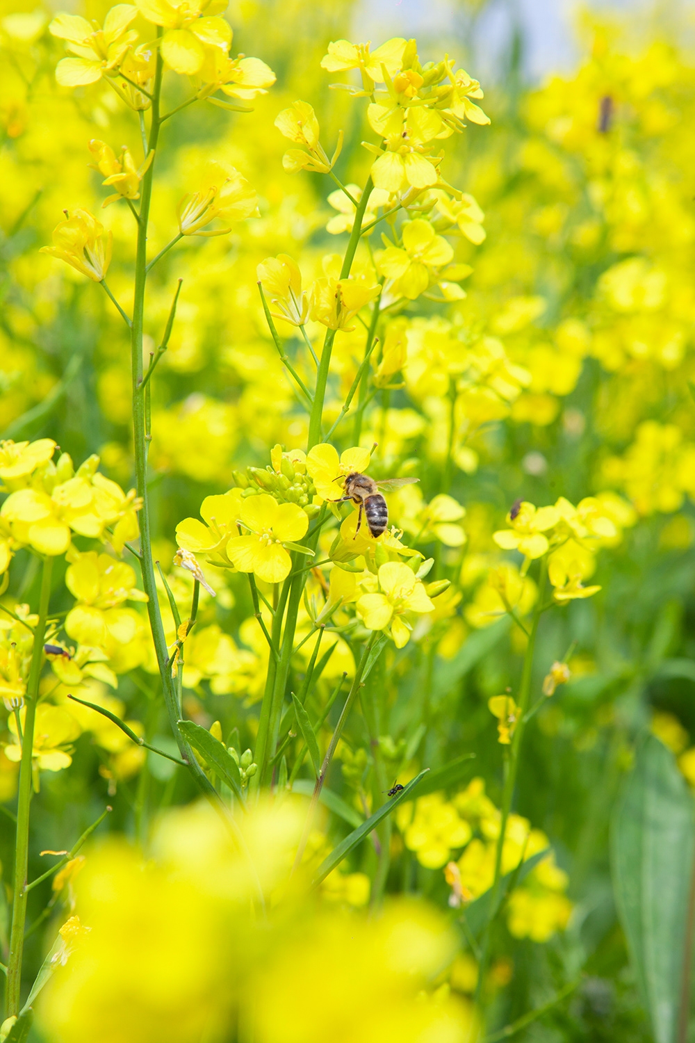 coarse mustard 005