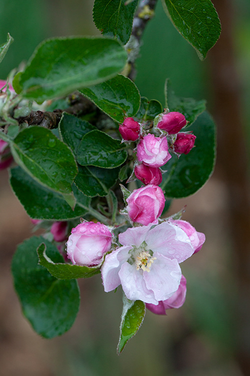 #6801 apple blossom