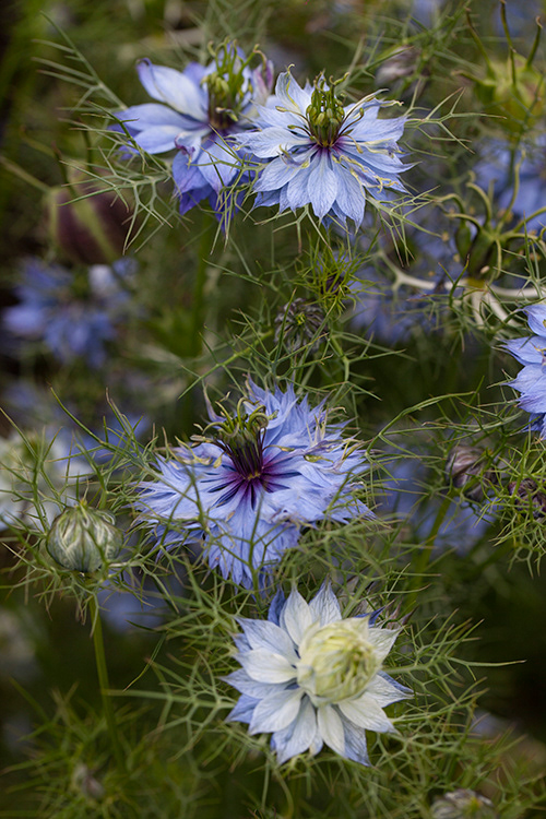 #9932 | Nigella | Juffertje in het groen | Love in the Mist