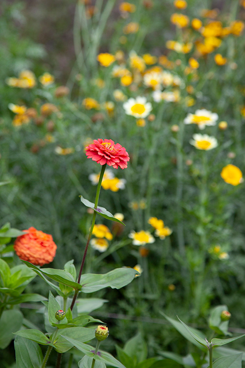 #9843 | Zinnia