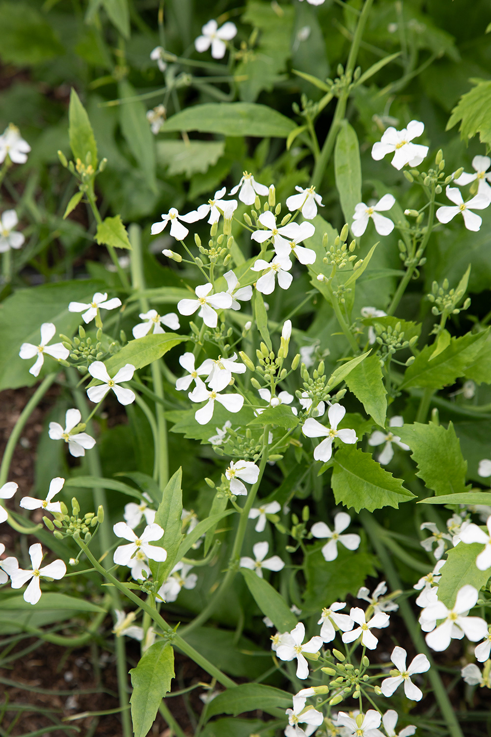 RC 044