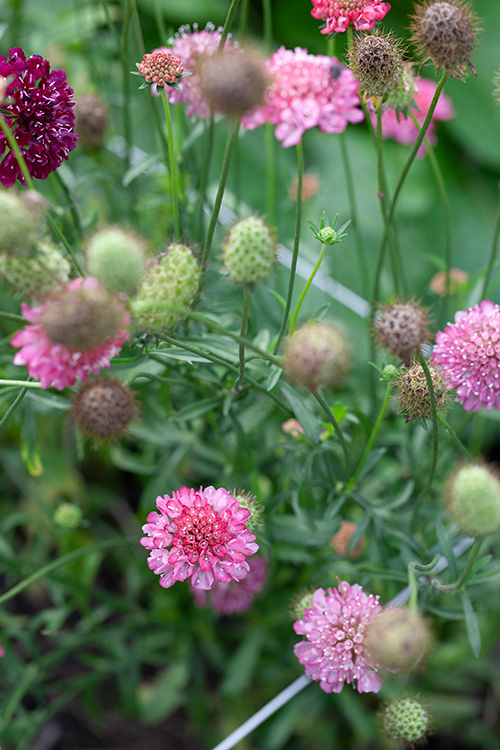 #0008 | Scabiosa