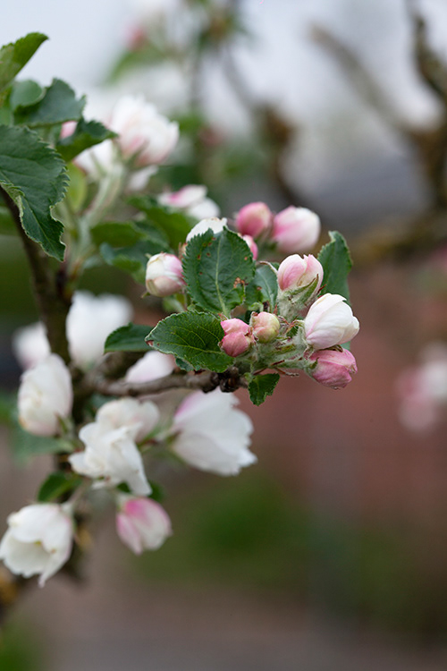 #6880 apple blossom