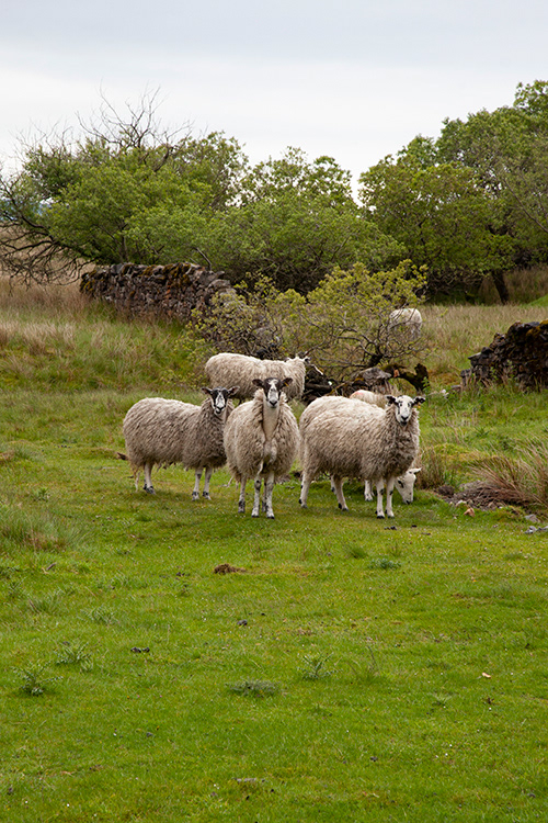SC 29 | Yorkshire Dales, Ribblehead