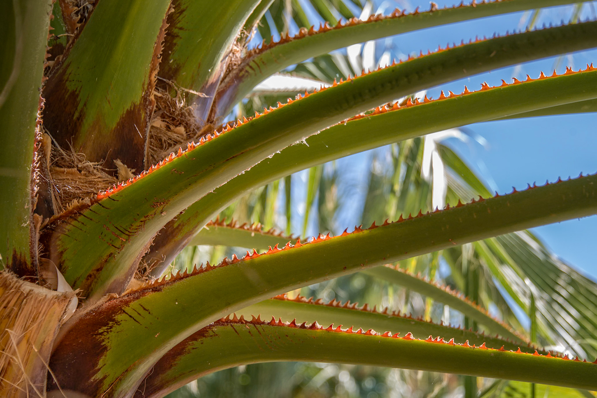 Close Up on a Palm Tree