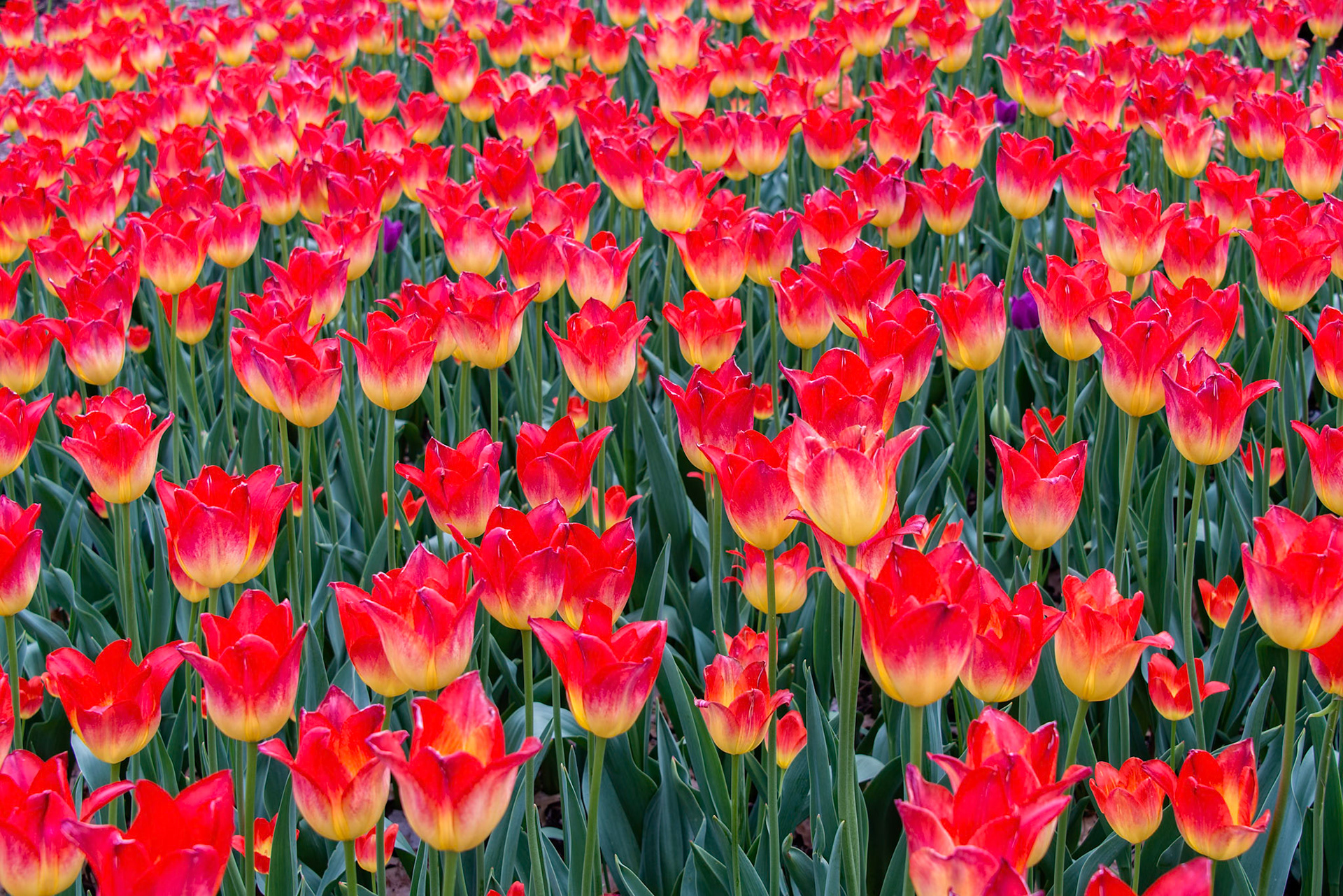 Tulips