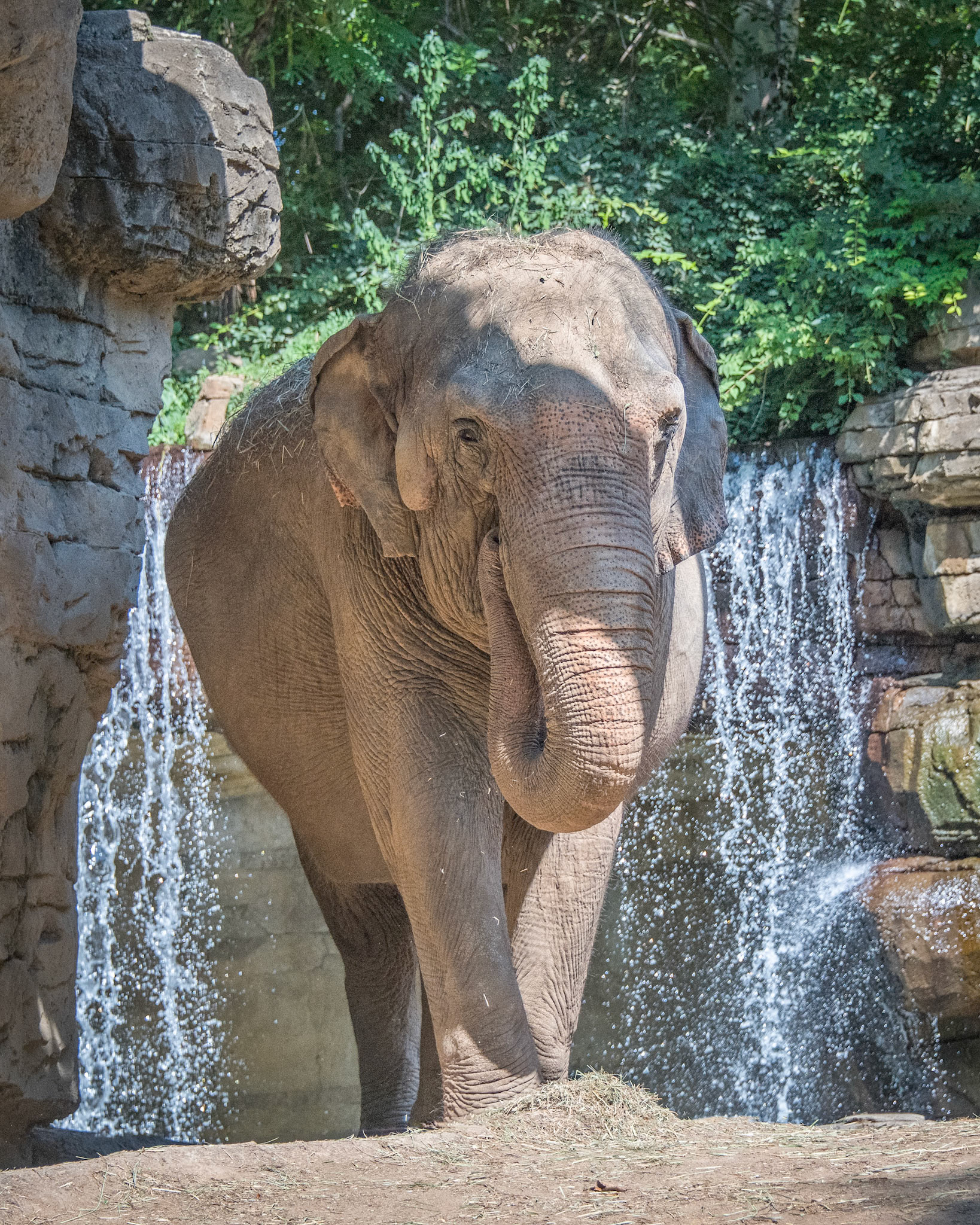 St Louis Zoo Elephant