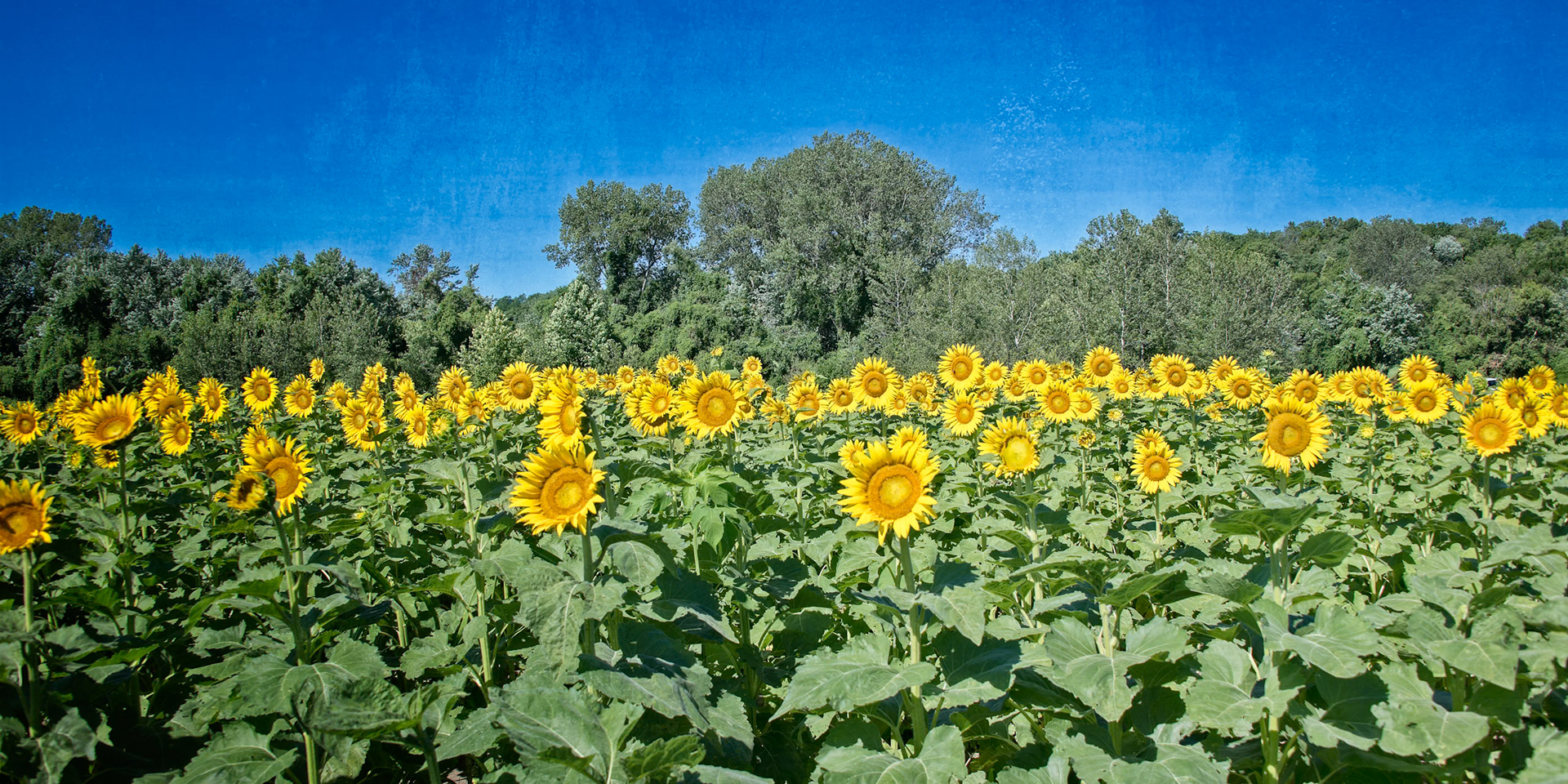 Sunflowers, Columbia Bottoms, St Louis