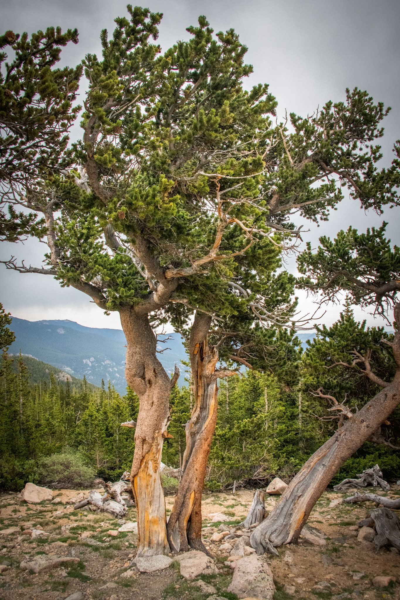 Mount Evans
