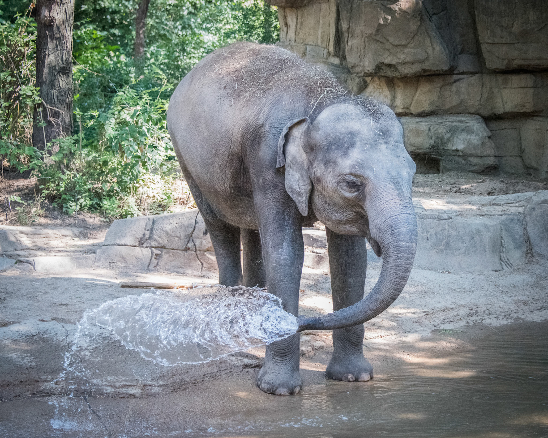 St Louis Zoo Elephant