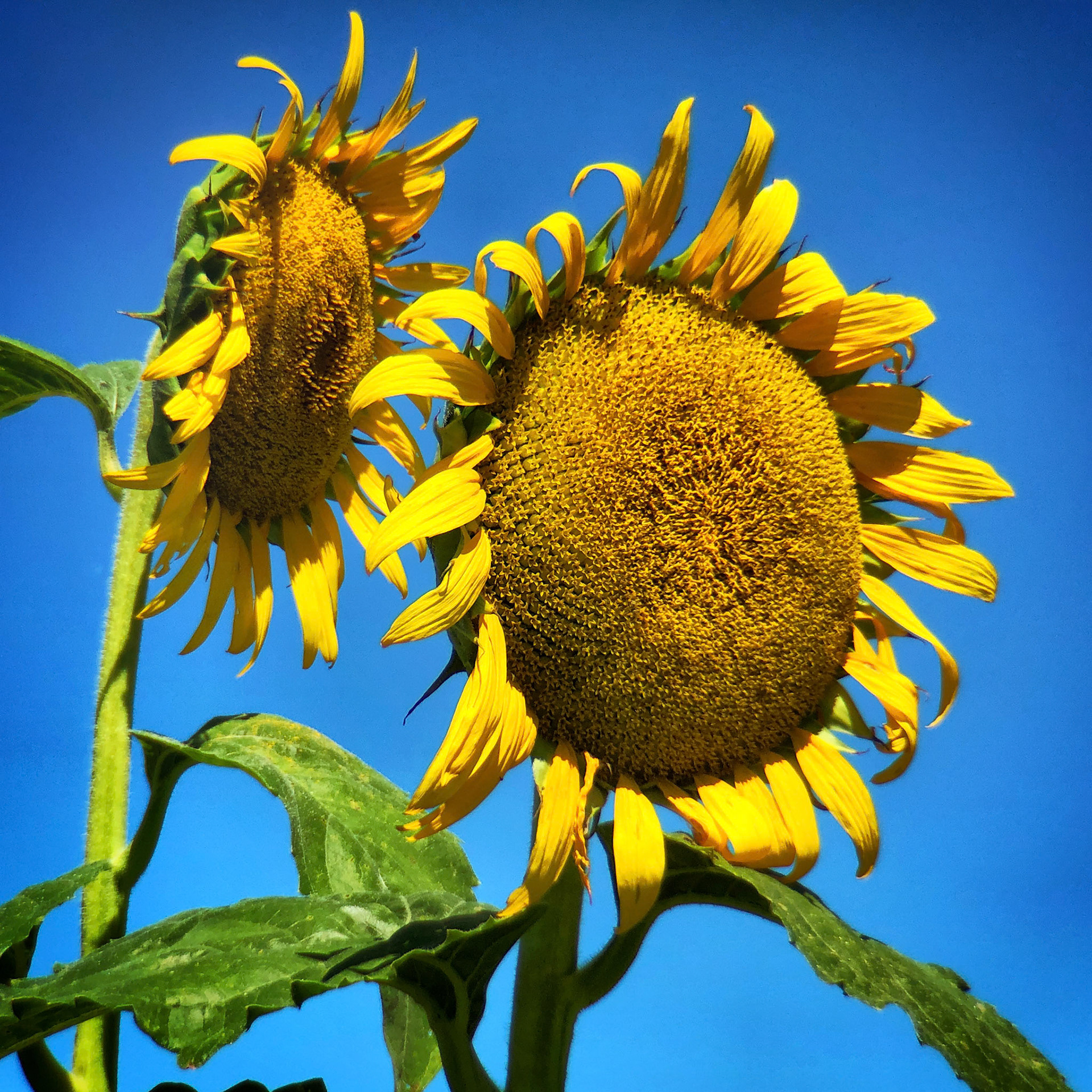 Sunflowers, Columbia Bottoms, St Louis