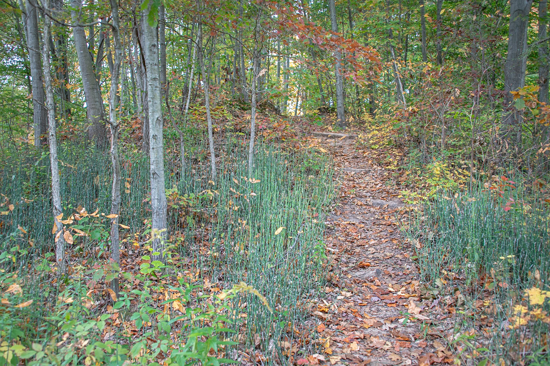 Hiking in South Haven, Michigan #1807
