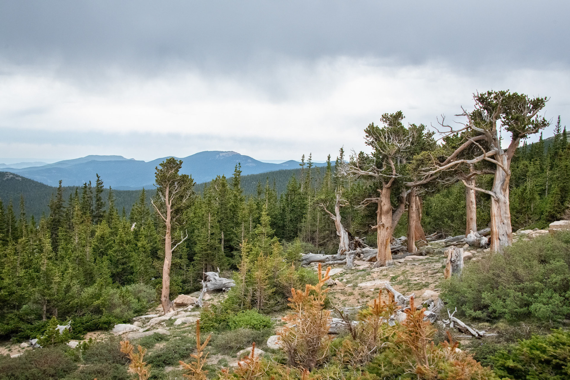 Mount Evans