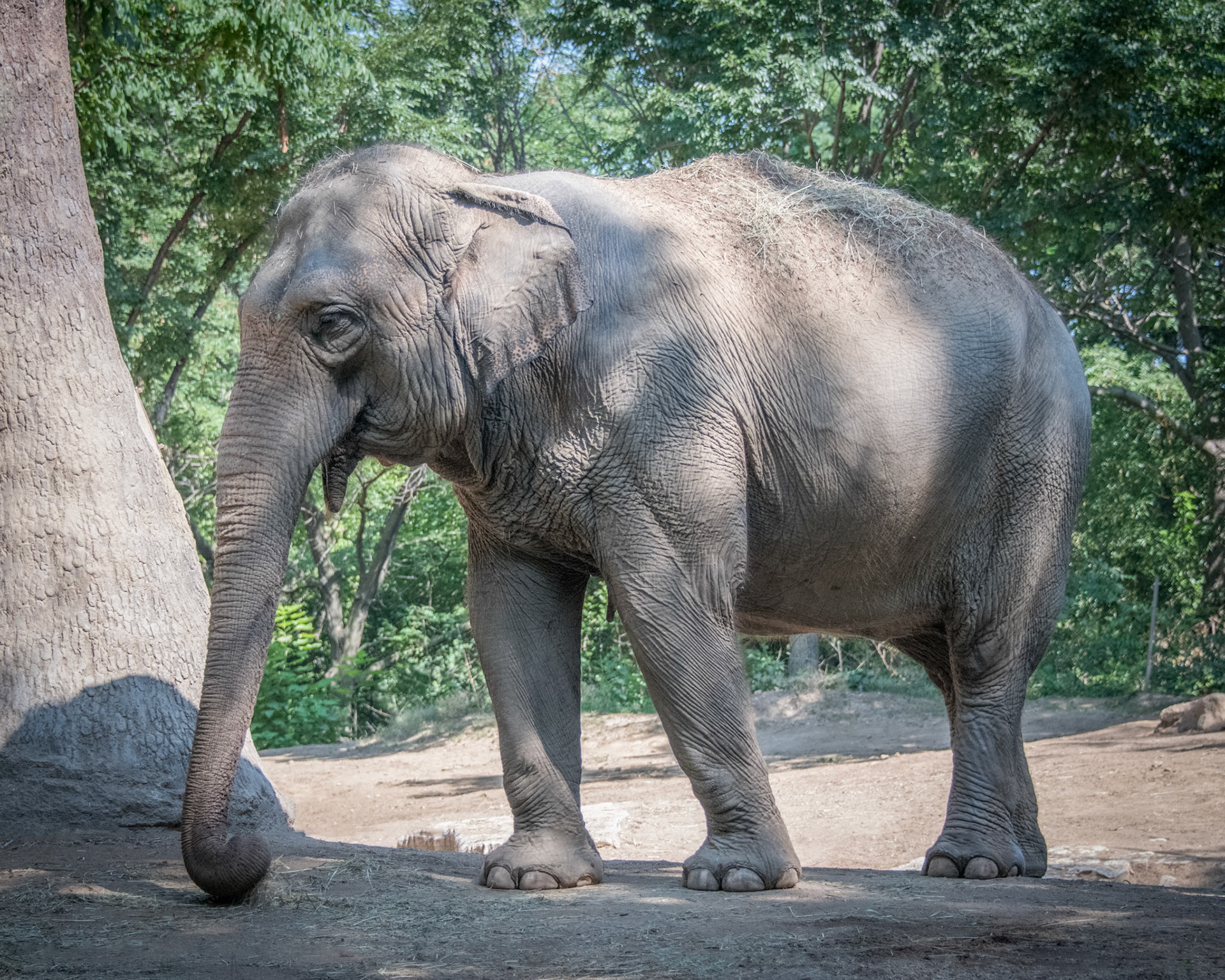 St Louis Zoo Elephant