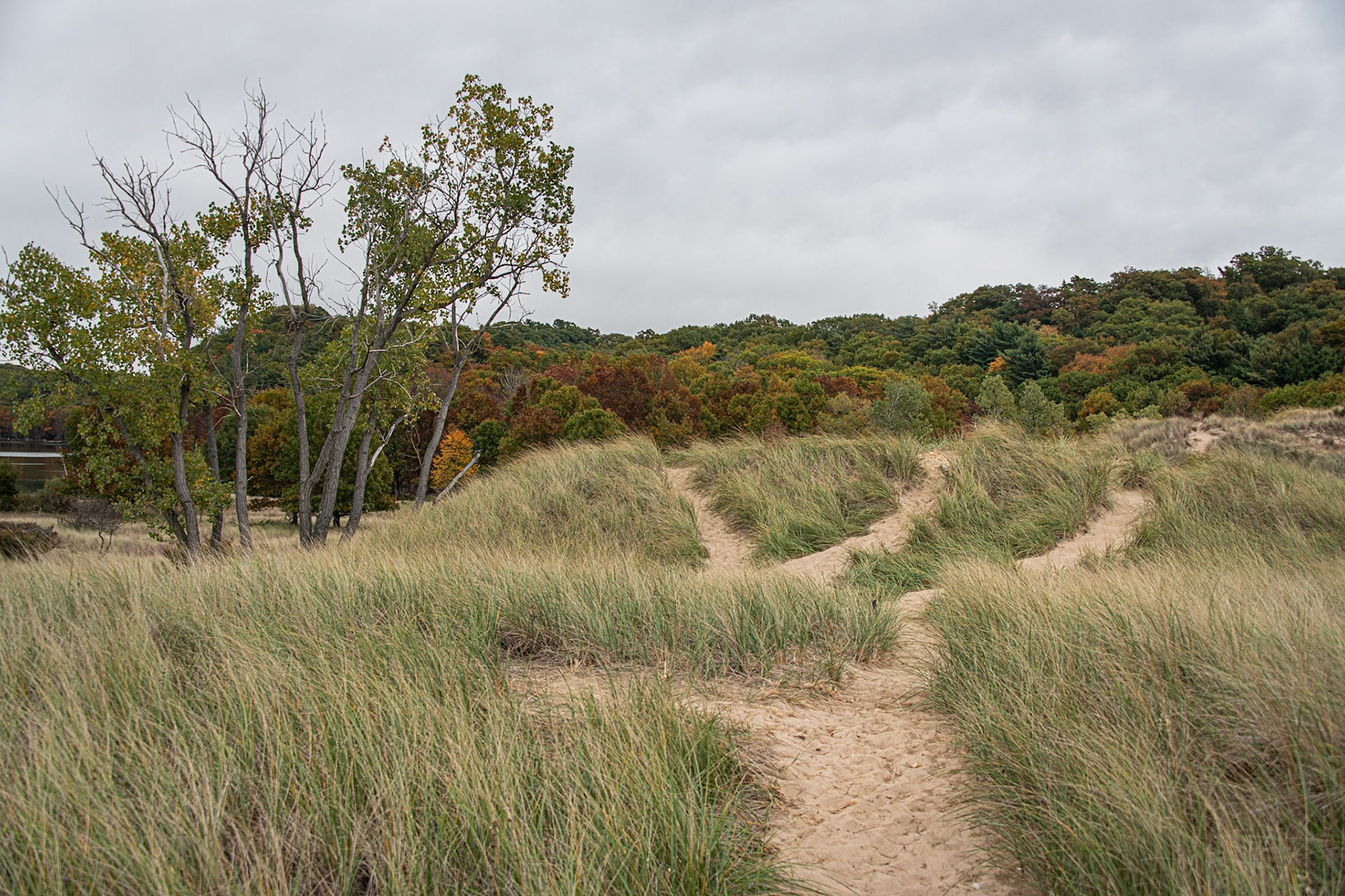 Saugatuck, Michigan #1508