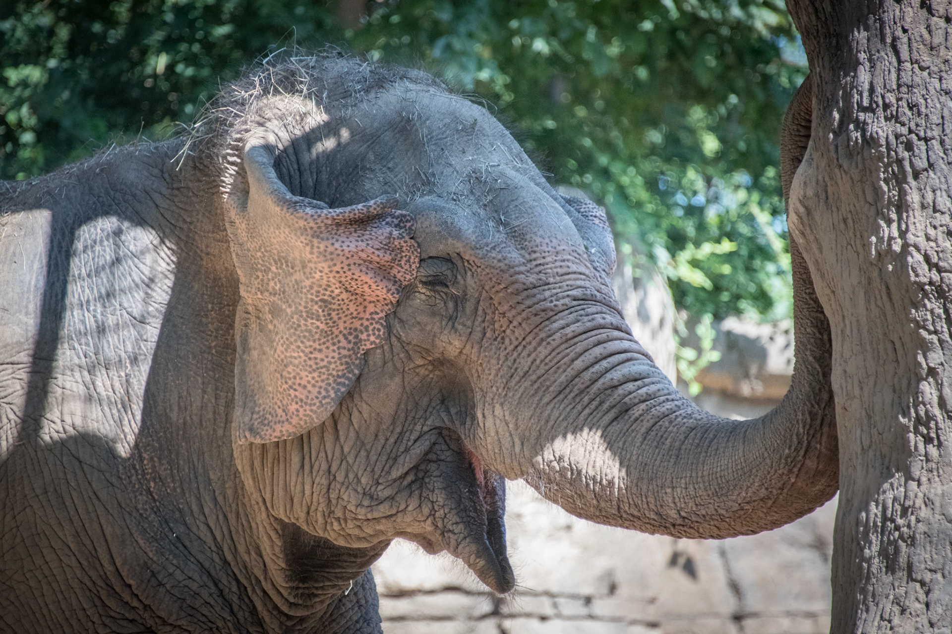 St Louis Zoo Elephant