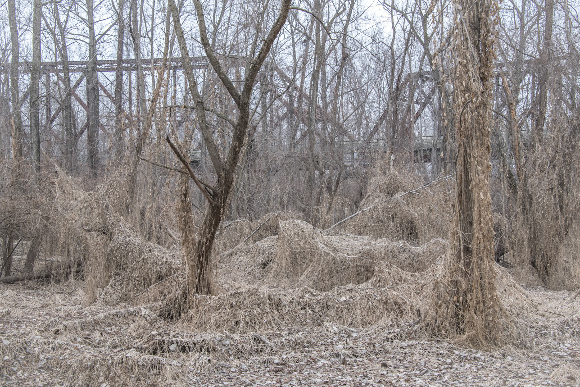 Winter Beneath the Chain of Rocks Bridge; Madison, IL