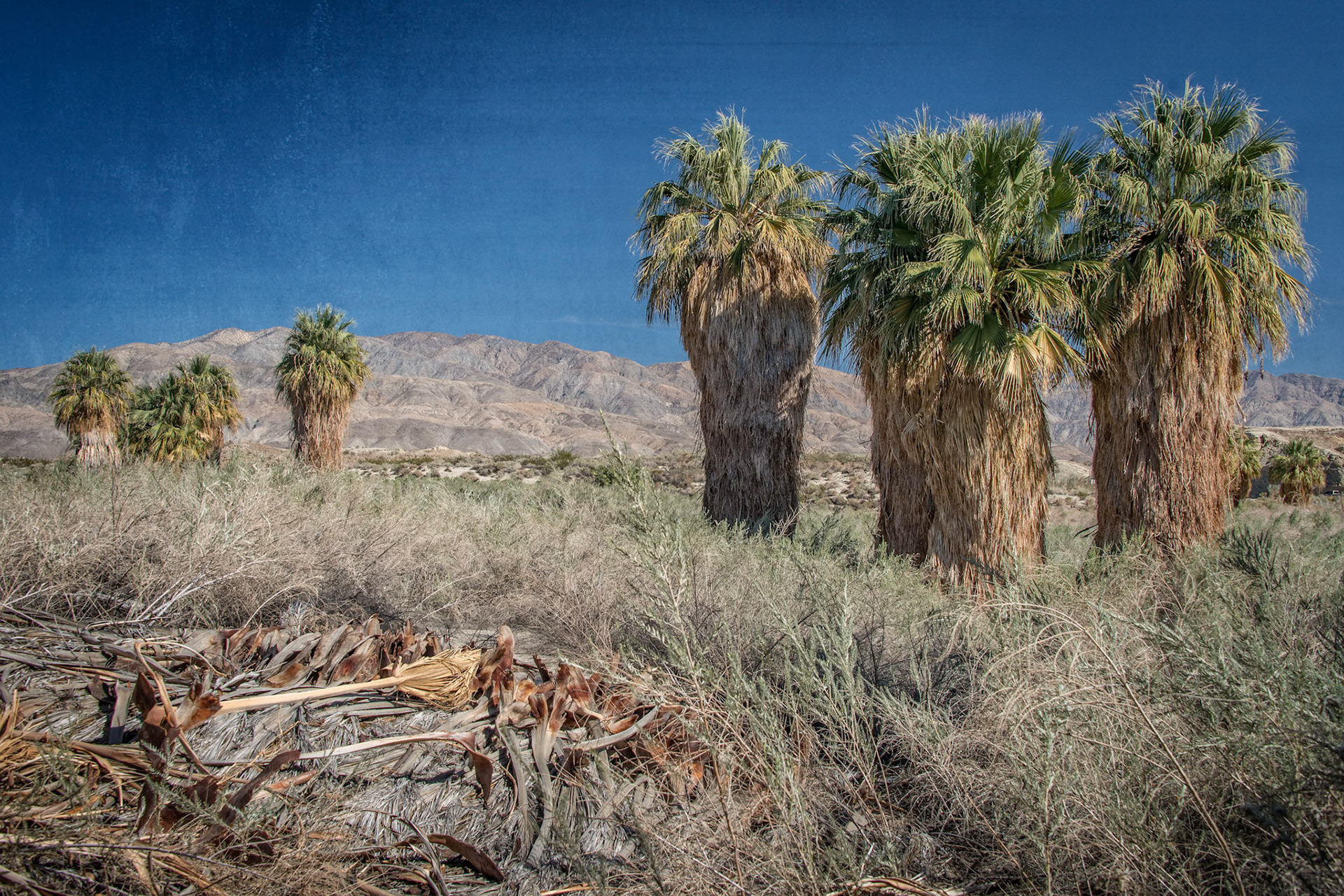 Palm Trees and the Mountains
