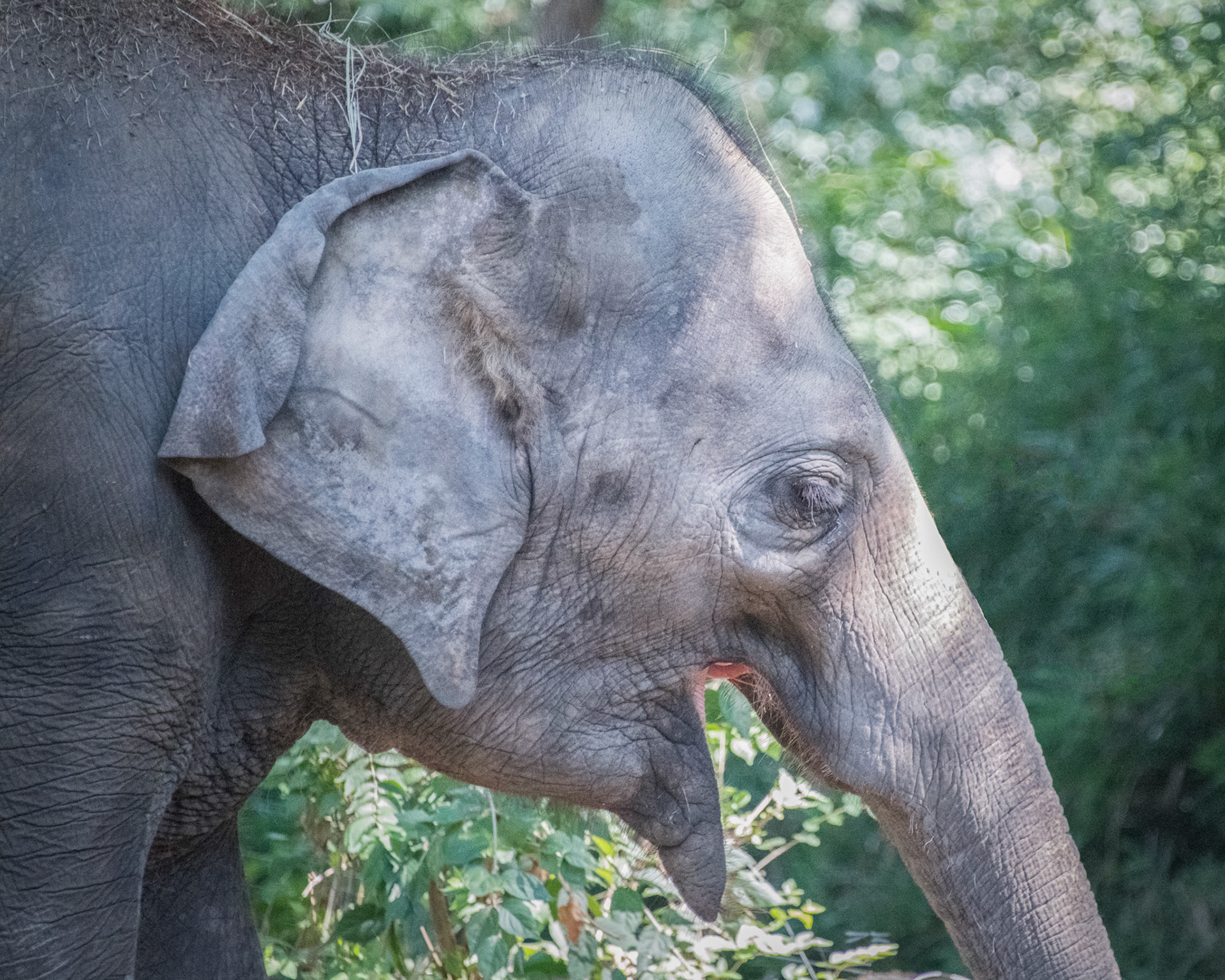 St Louis Zoo Elephant