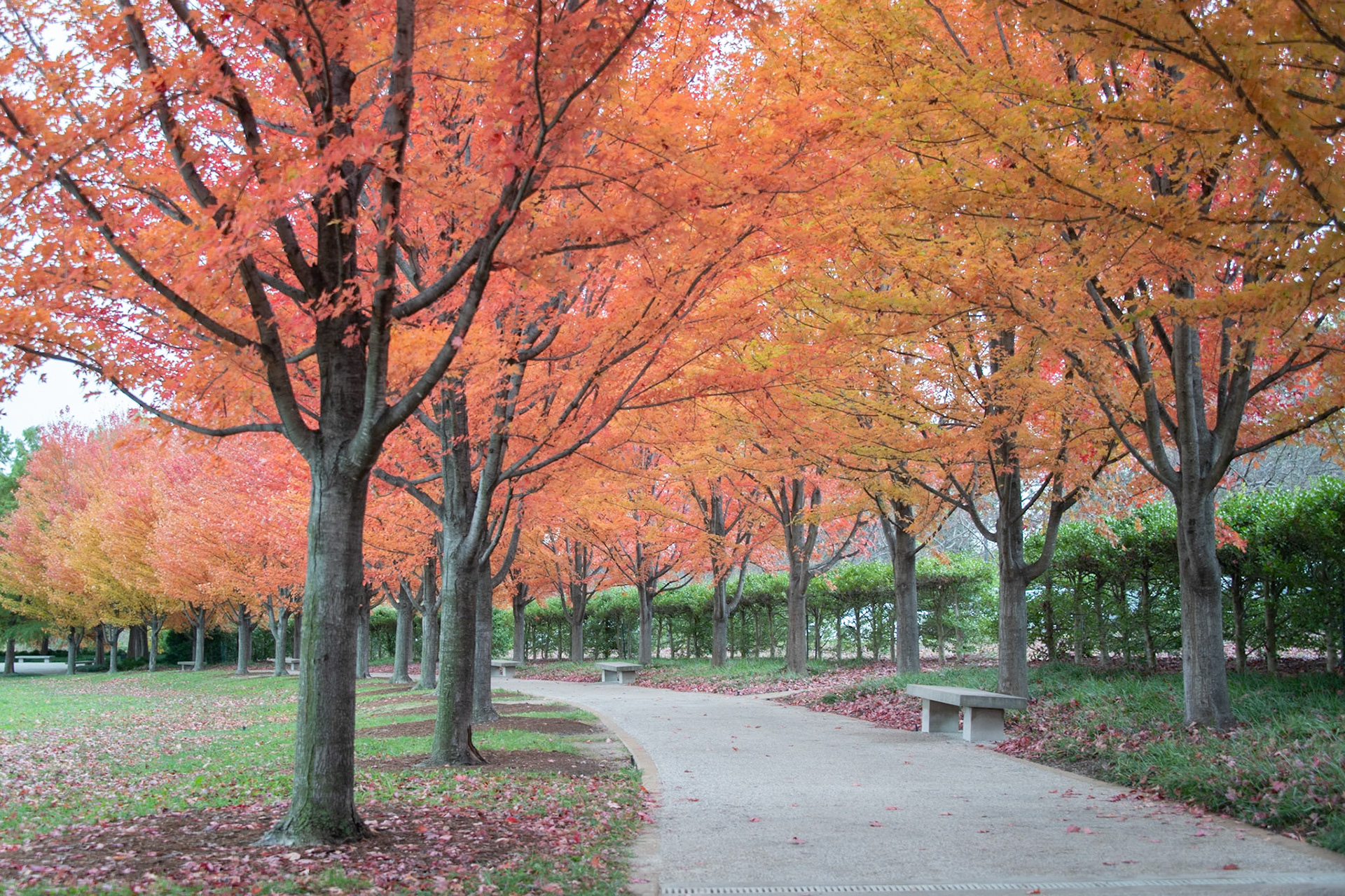 Fall in Forest Park