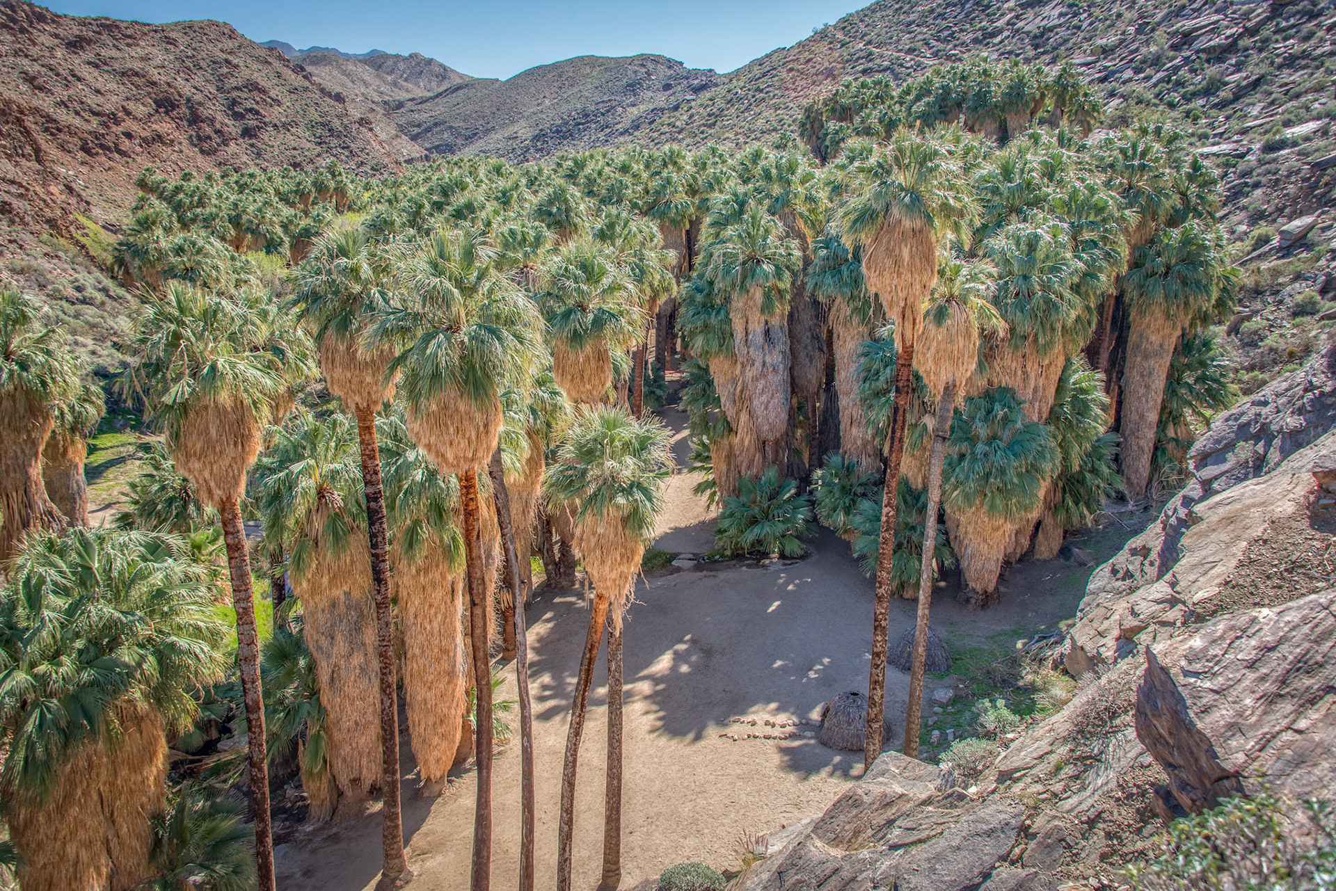 Desert Oasis; Agua Caliente Indian Reservation