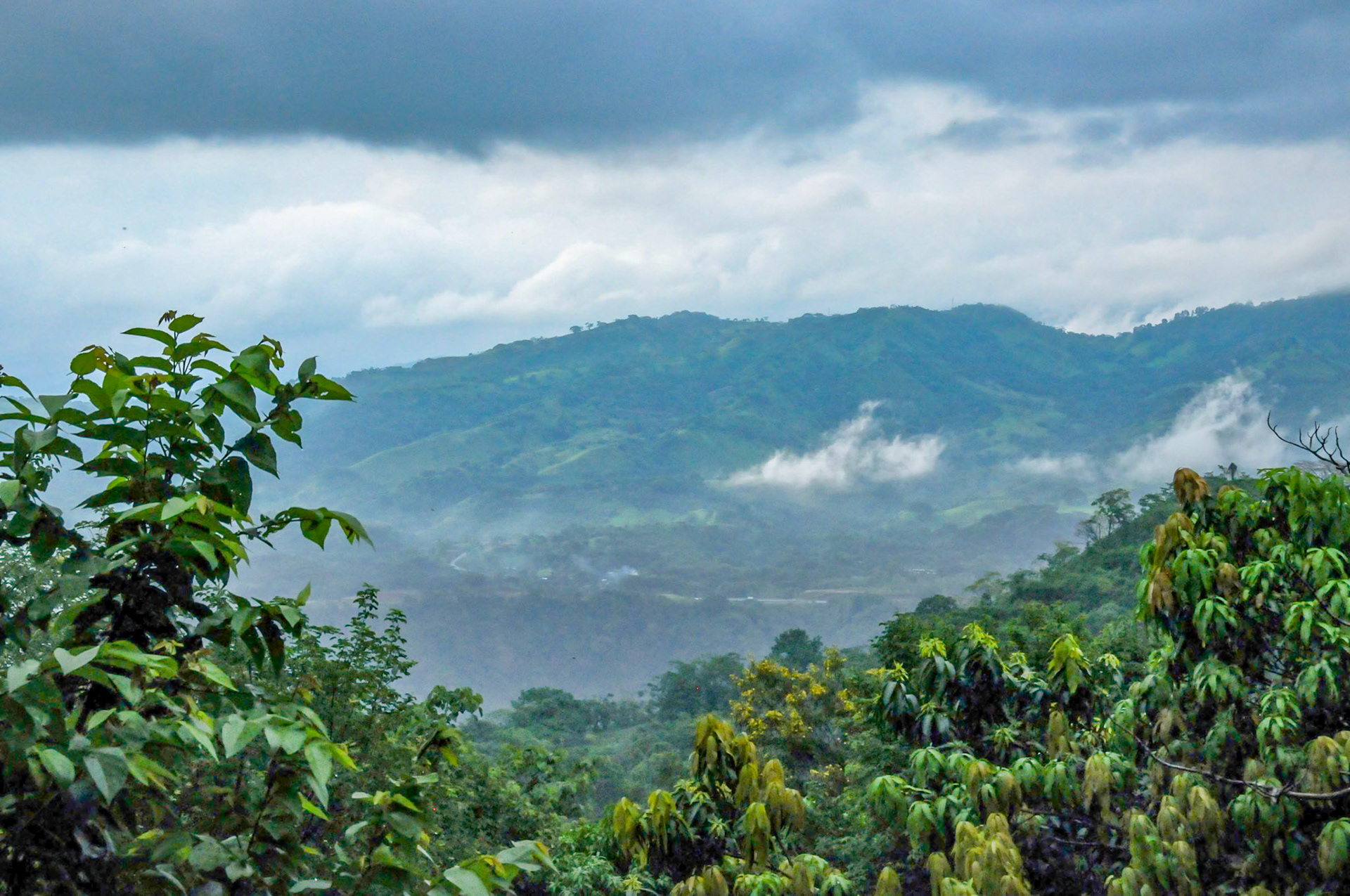 Rain Forest