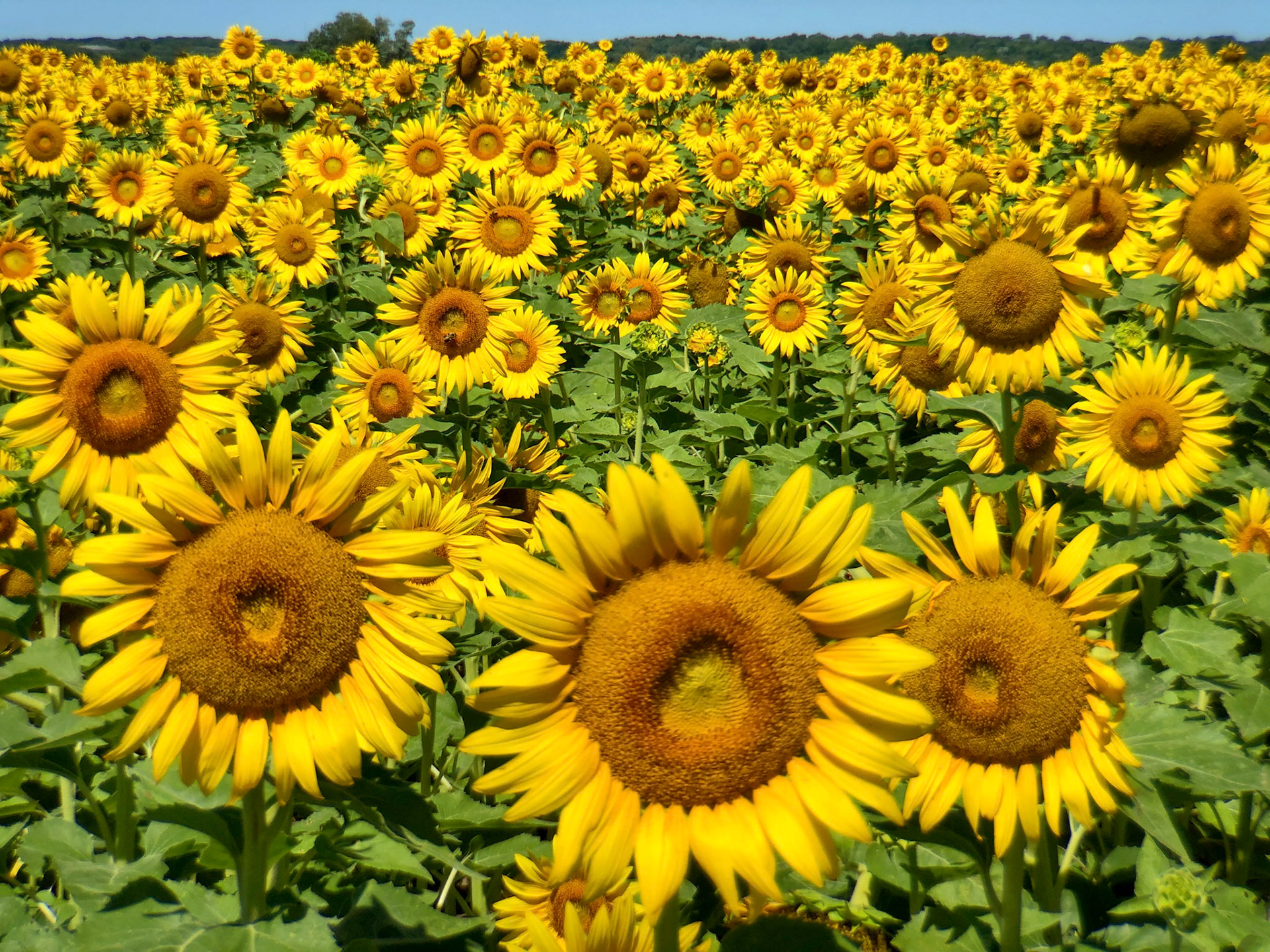 Sunflowers, Columbia Bottoms, St Louis