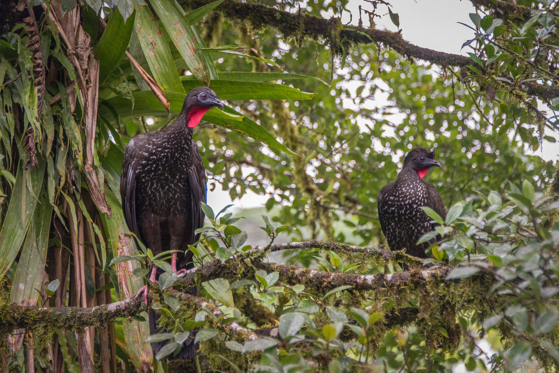Arenal Volcano Area