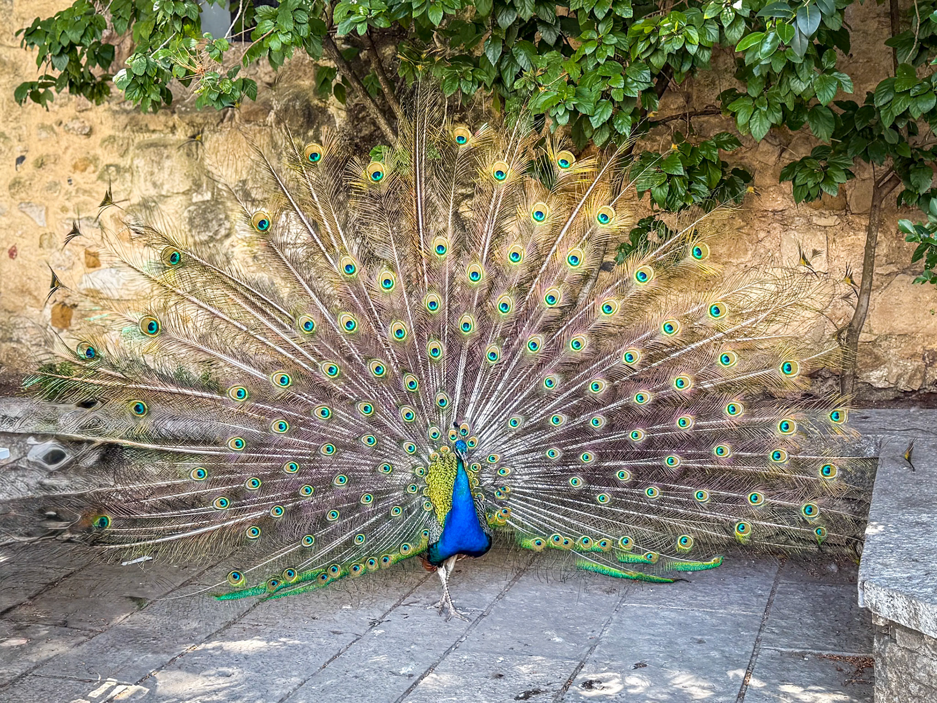 Castelo de São Jorge Peacock