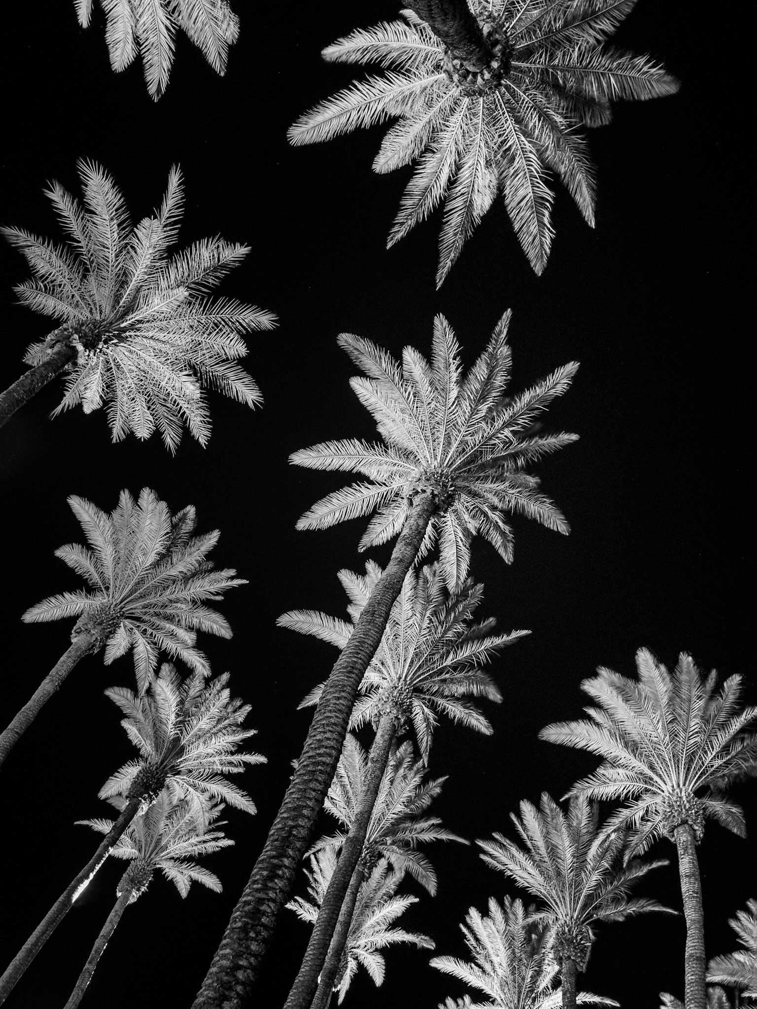 Palm Trees Amidst the Midnight Sky