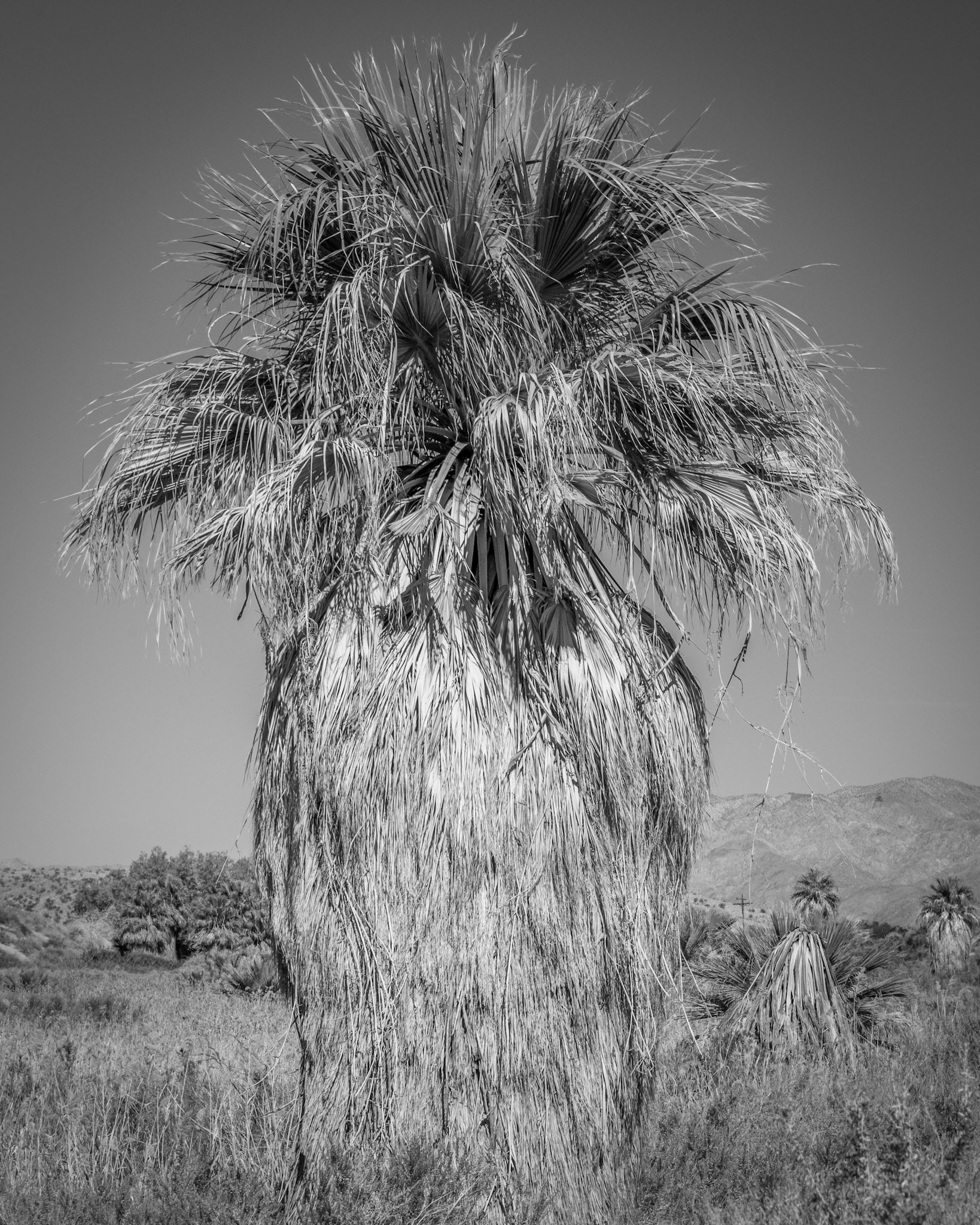 Giant Palm Tree (B&amp;W)