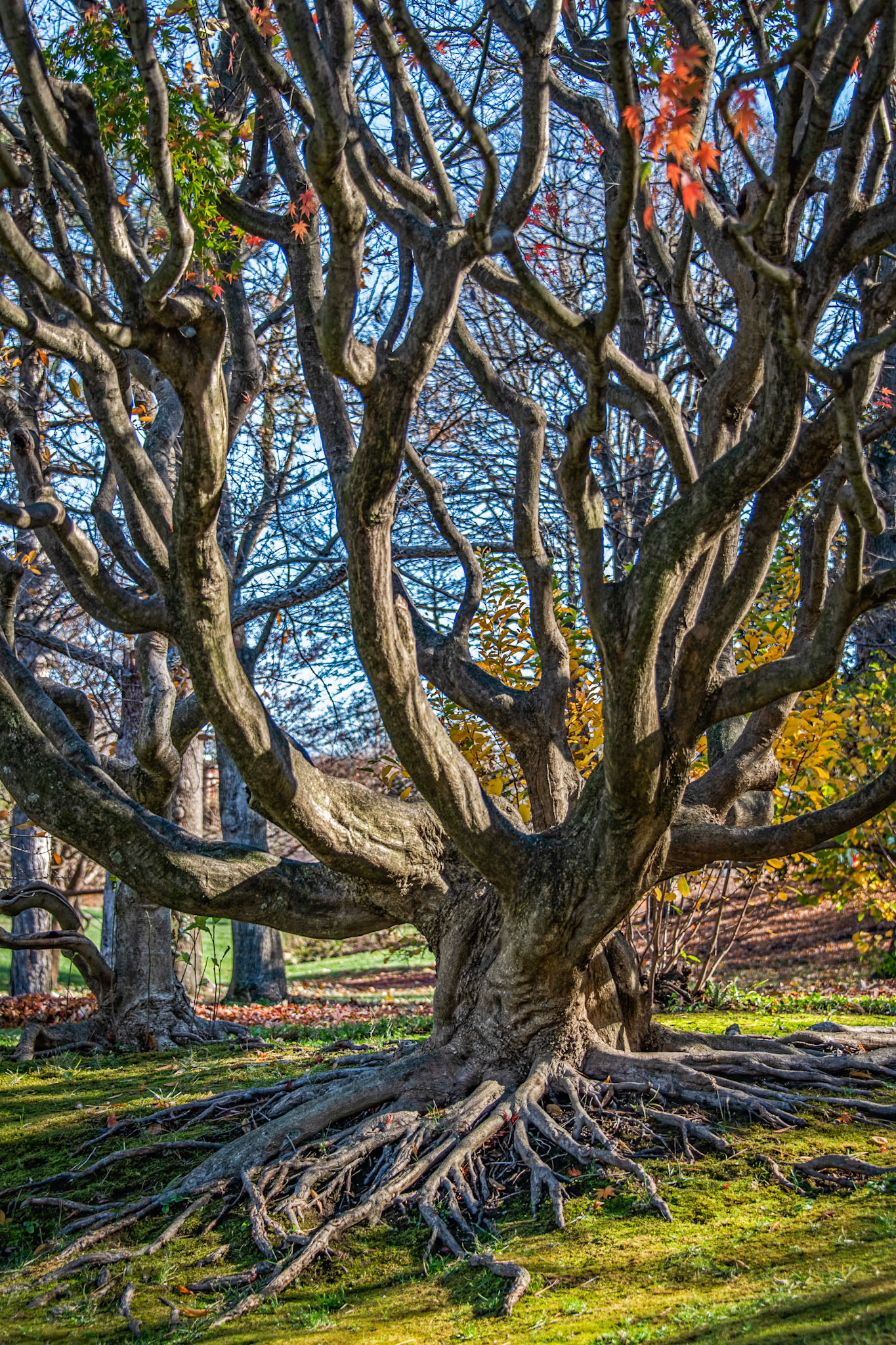 Trees at MOBOT