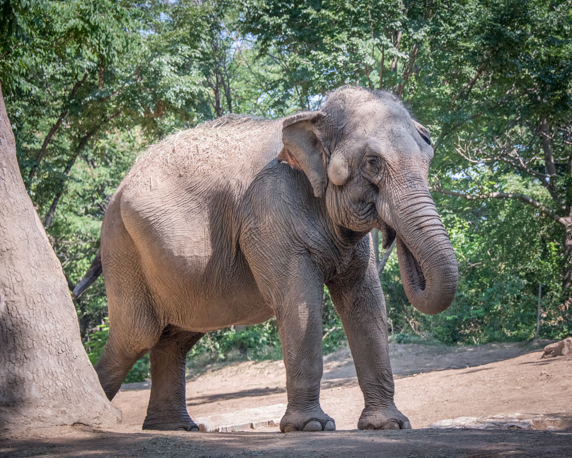 St Louis Zoo Elephant