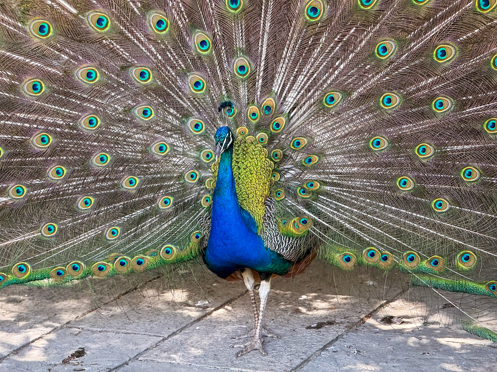 Castelo de São Jorge Peacock