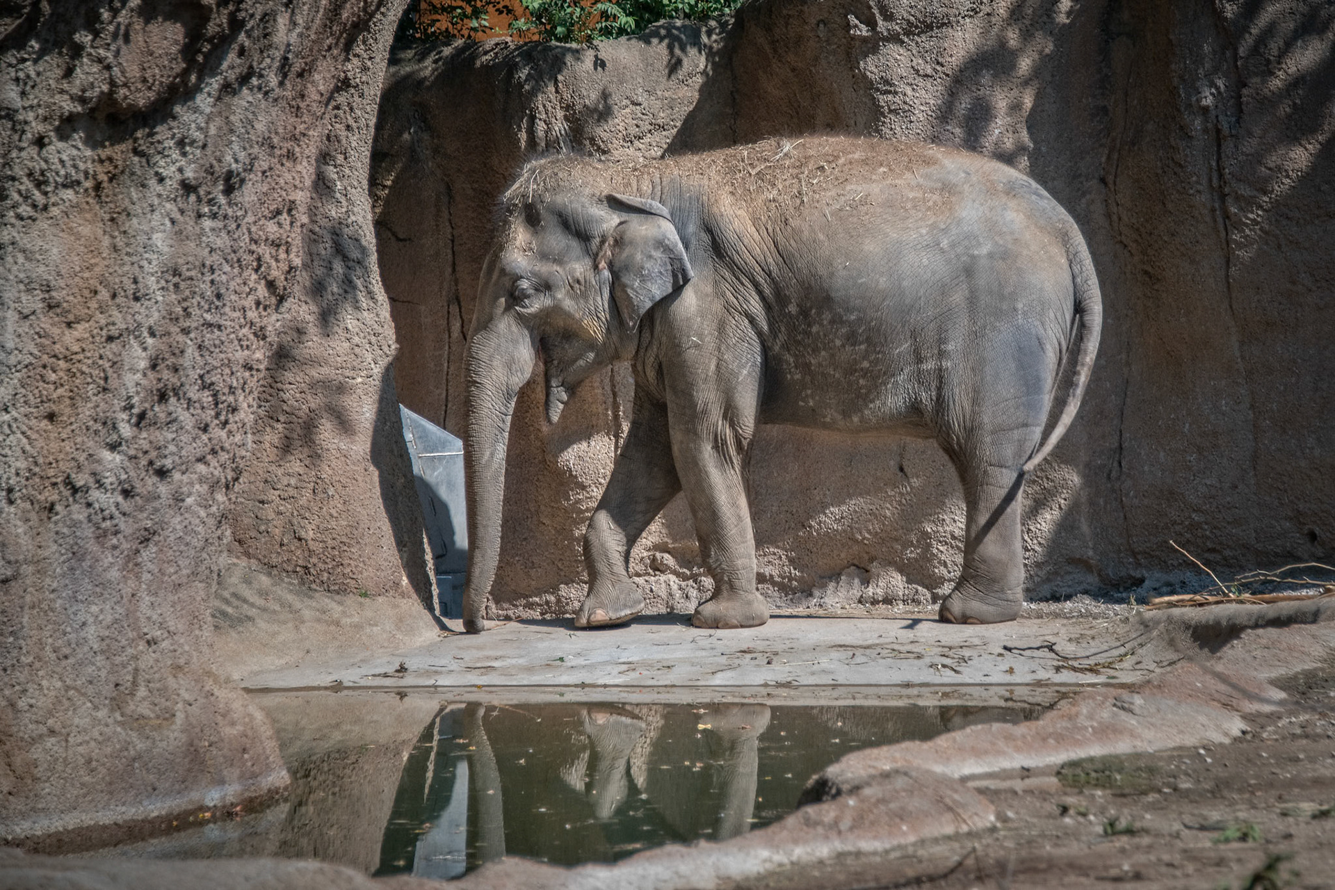 St Louis Zoo Elephant