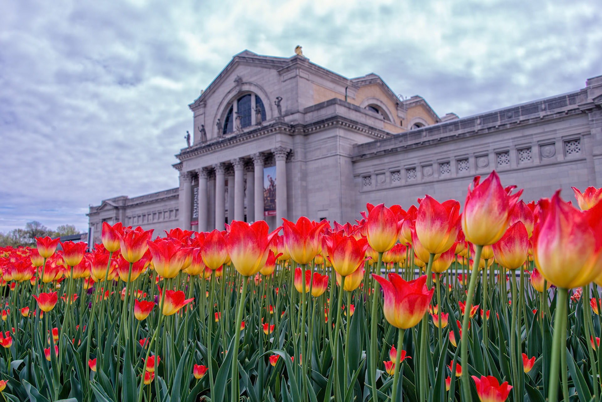 Springtime at the Art MuseumThe St Louis Art Museum and Art Hill are viewed from the Grand Basin in Forest Park. Centrally located and popular for wedding pictures, picnics, city fairs, events, and more, the area is often thought of as the heart and soul of Forest Park.