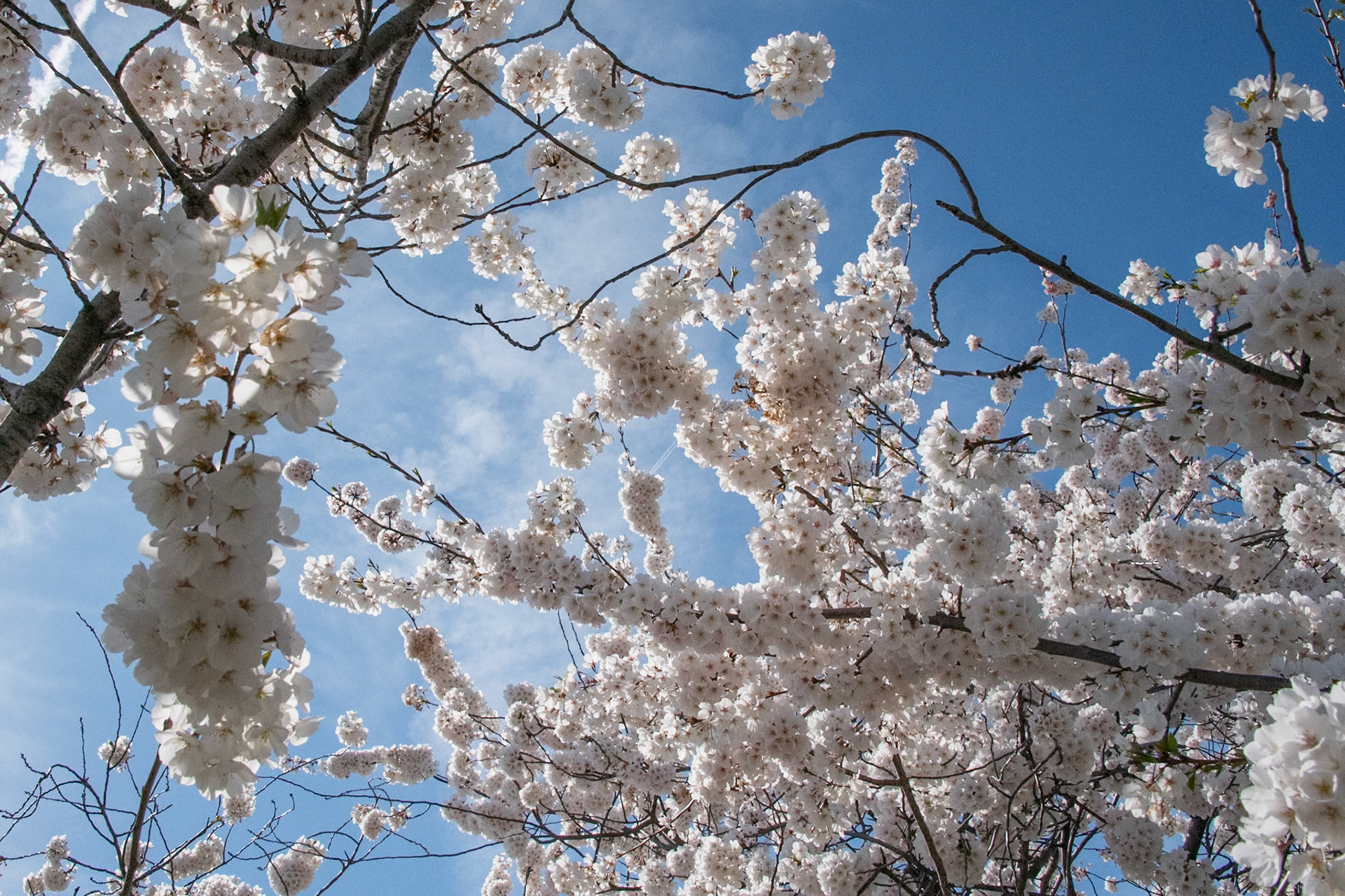 Cherry Blossoms
