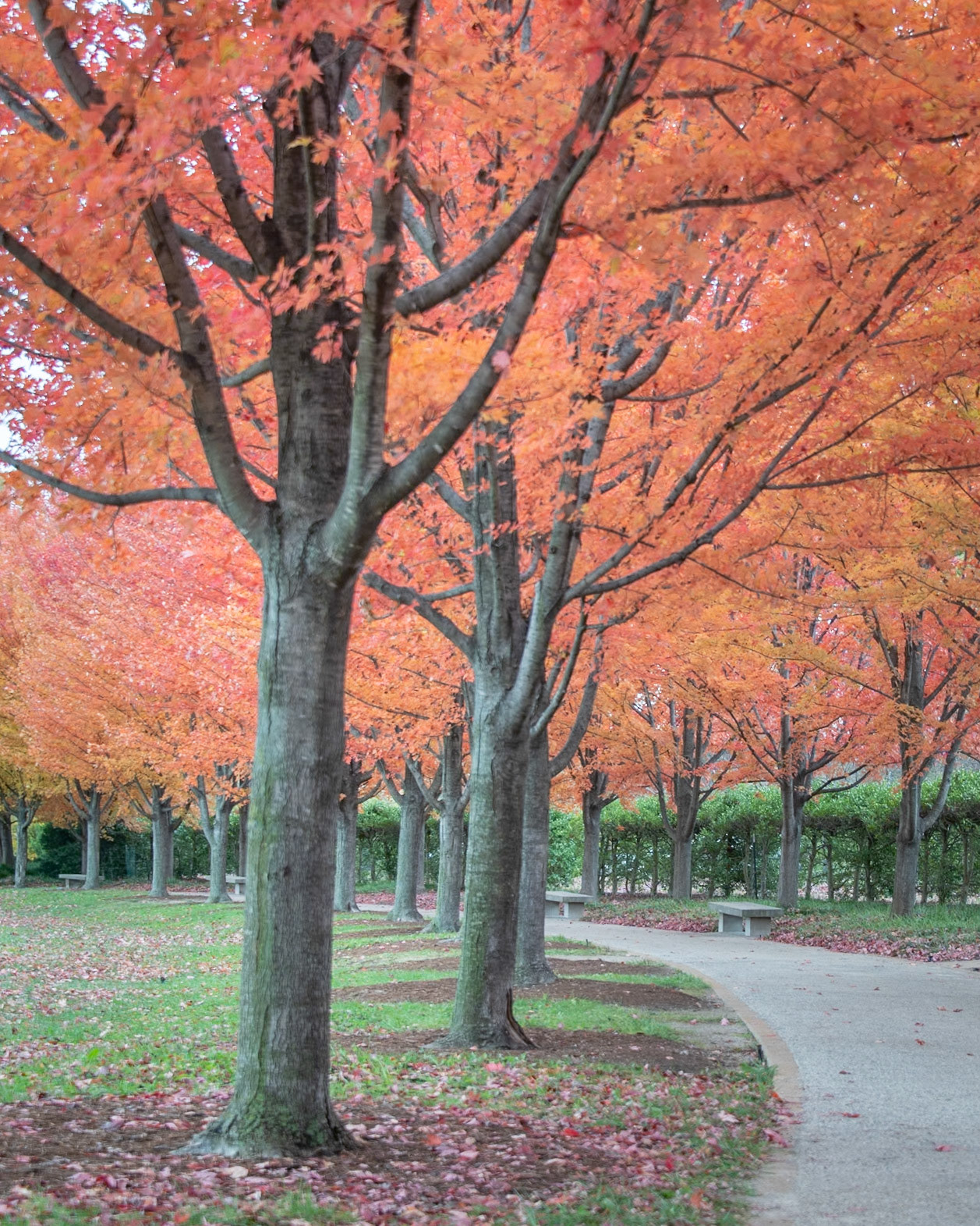 Fall in Forest Park