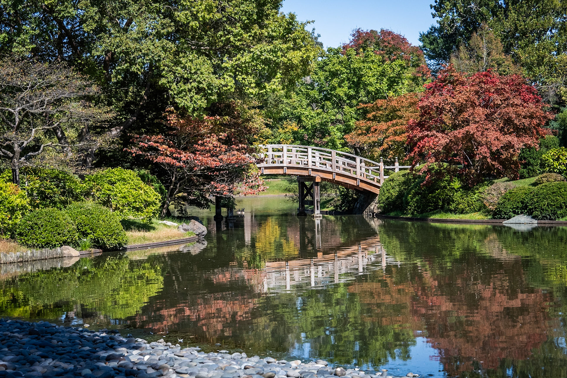Fall Reflection at MOBOT