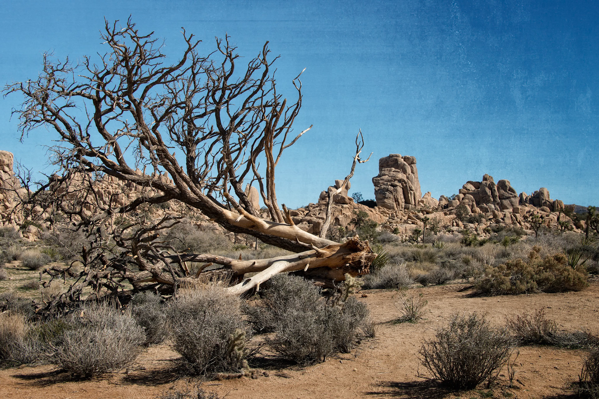 Desert (color); Joshua Tree National Park