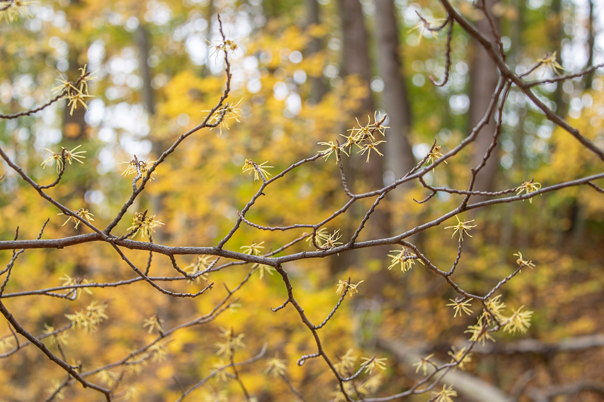 Hiking in South Haven, Michigan #1824
