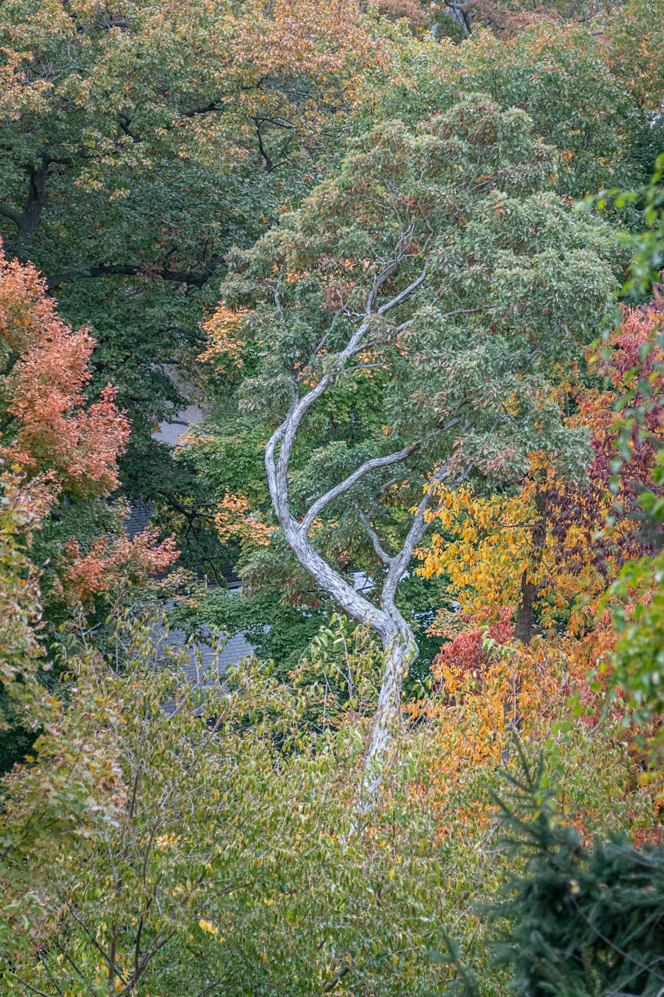 Saugatuck, Michigan #1498