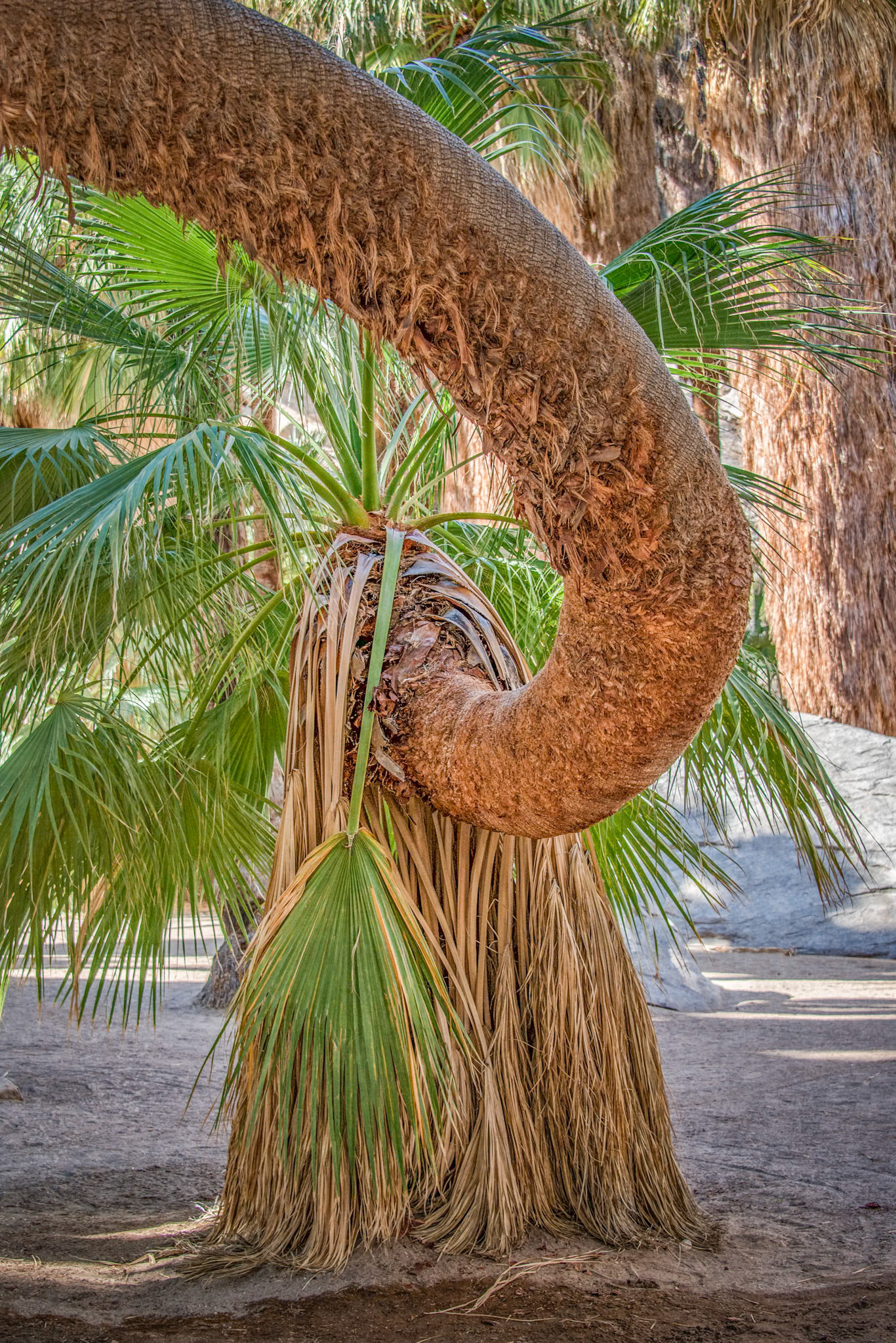Curvy Palm Tree